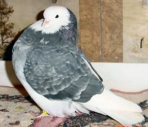 2006 2nd Reserve NPA-ABRC