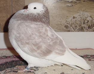 2006 NPA-ABRC National Champion