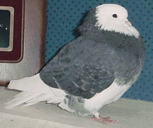 2001 All Age National Champion