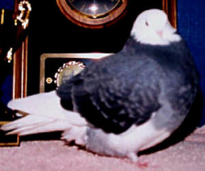 2000 Young Bird National Champion