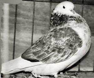 1996 All Age National Champion