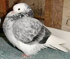 URC 02 M 207 Blue Bar Grizzle Hen