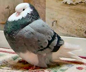 URC 02 M 214 Blue Bar Hen