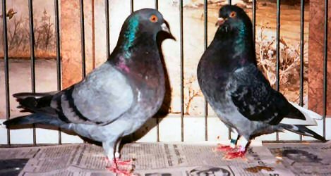 365 and his daughter 698