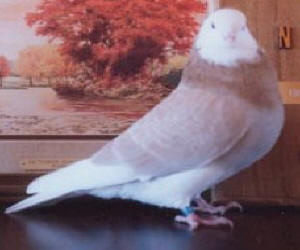 1990 YB National Champion