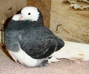 2004 All Age National Champion