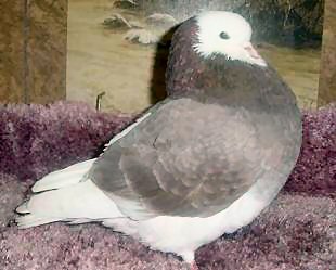 2005 Best Young Cock ABRC National 