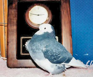 1998 All Age National Champion