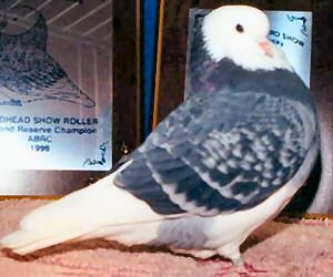 URC 98 M 806 Blue Check Hen