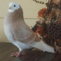 317 yellow check hen