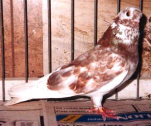 87 781 Red Grizzle W/F Hen