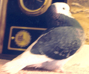 1999 All Age National Champion