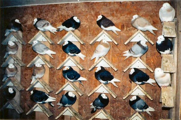 This the stock cock section